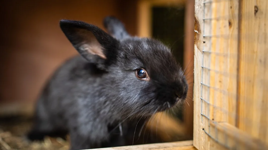 Why Trust Rabbit Hutches?